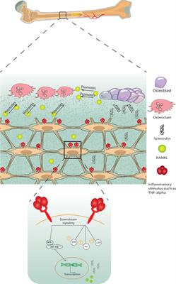 The osteocyte and its osteoclastogenic potential